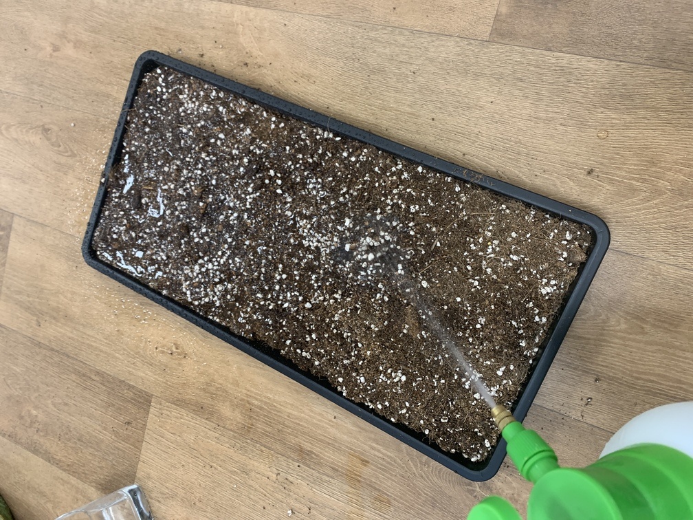 Wie man Microgreens zu Hause anbaut (2)